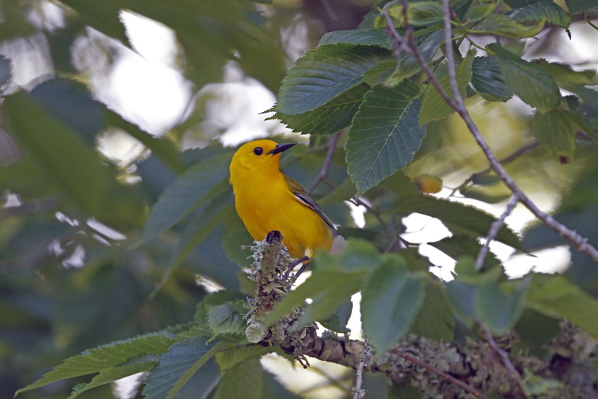 Prothonotary Warbler - Connie Guillory