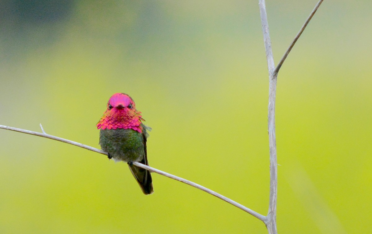 Anna's Hummingbird - Ryan Treves