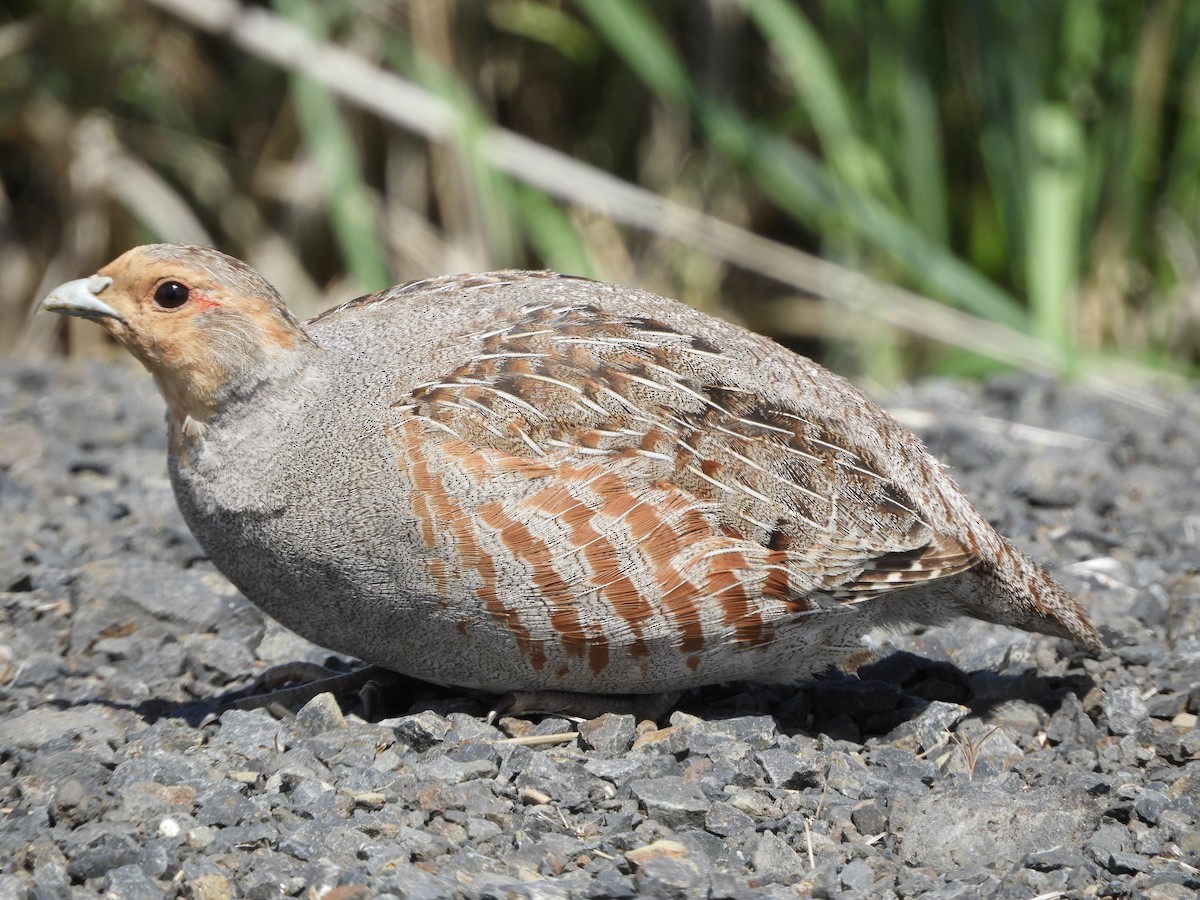Gray Partridge - Peter Olsoy