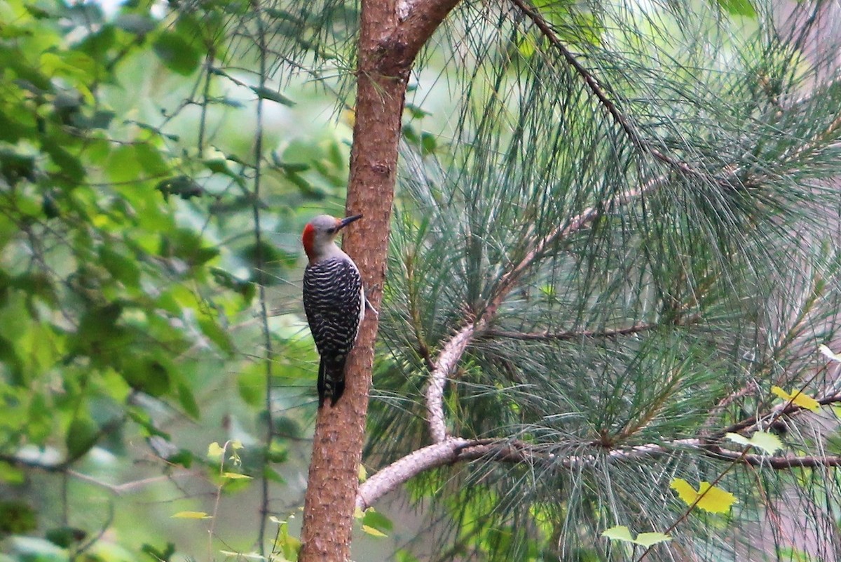 Red-bellied Woodpecker - Brian Berry