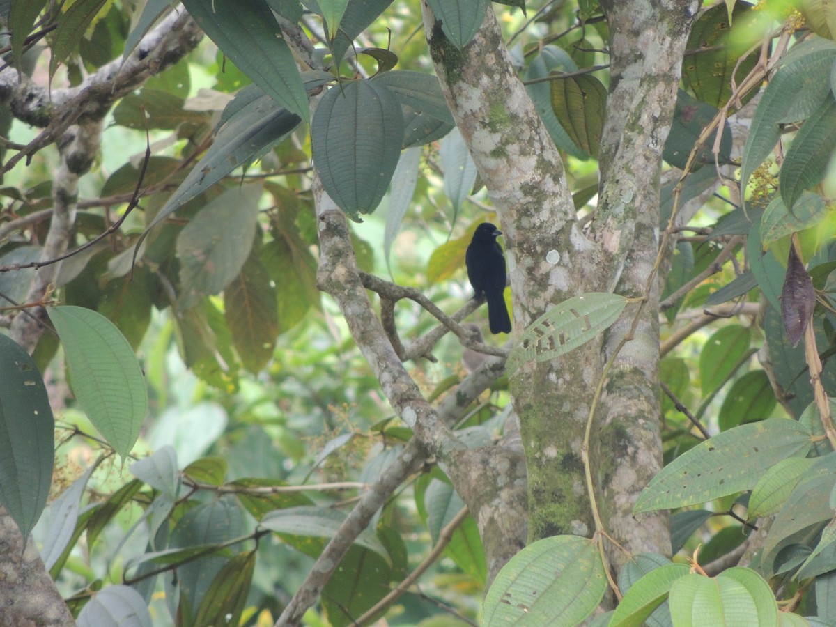 White-lined Tanager - ML159379221