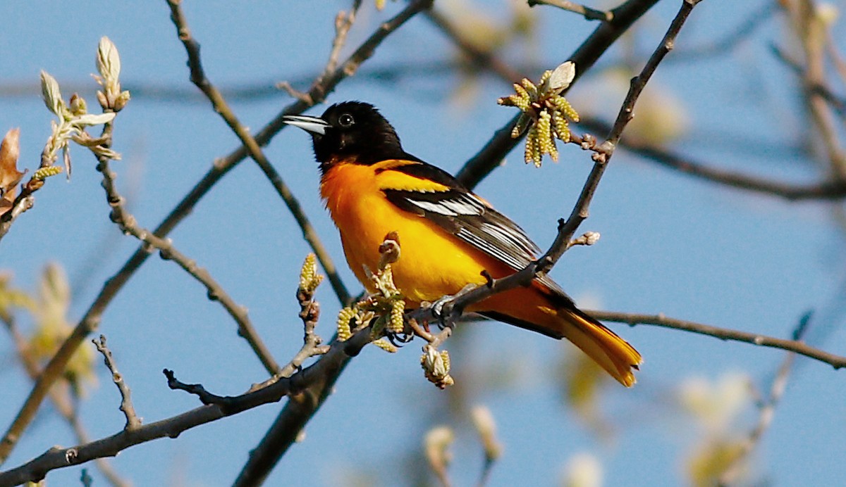 Baltimore Oriole - Gary Jarvis