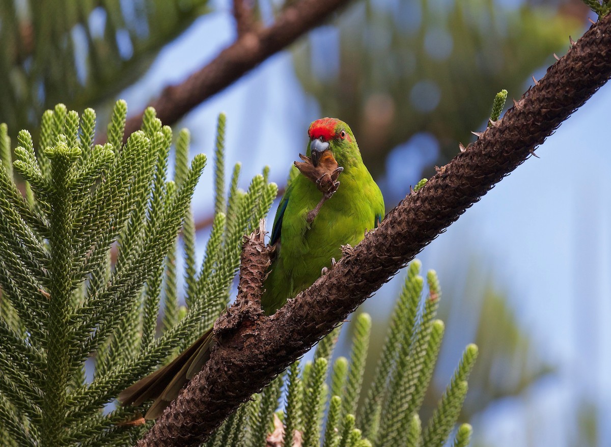 Norfolk Island Parakeet - Gus Daly