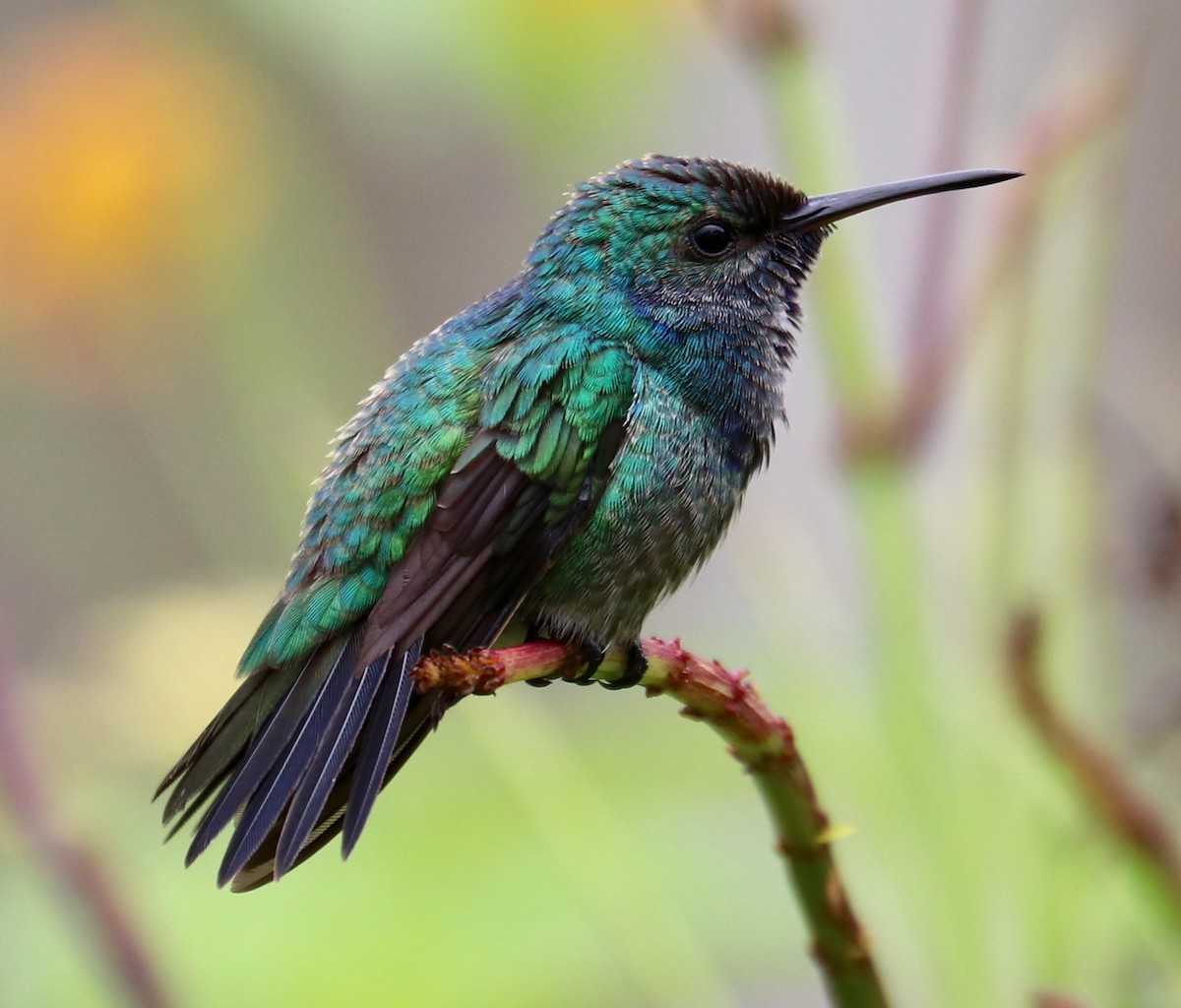 kolibřík safírovohrdlý - ML159385281
