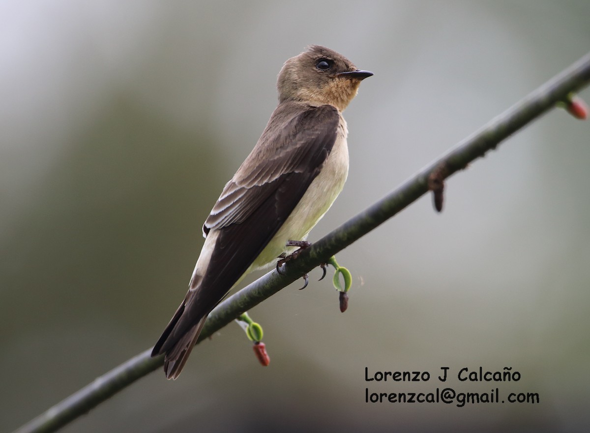 Southern Rough-winged Swallow - Lorenzo Calcaño