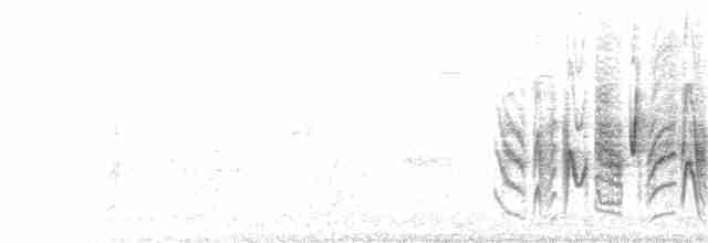 Віреон короткокрилий (підвид pusillus) - ML159387281