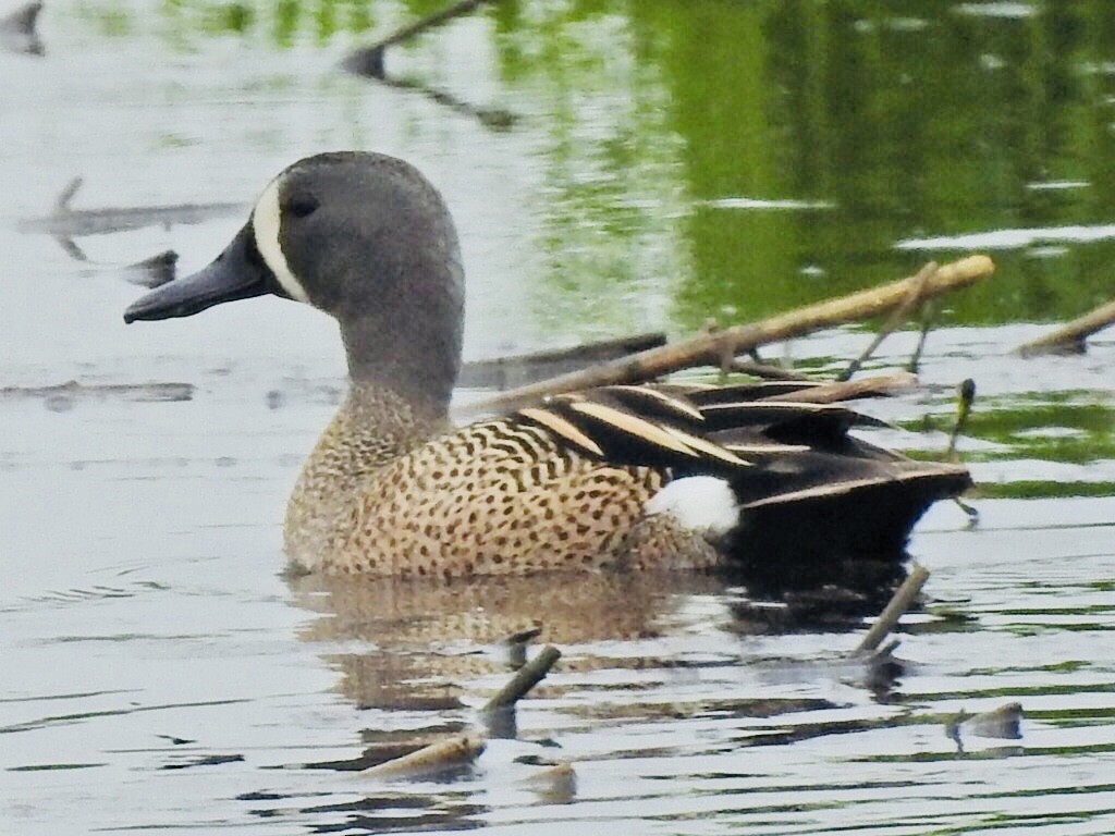 Blue-winged Teal - ML159387851