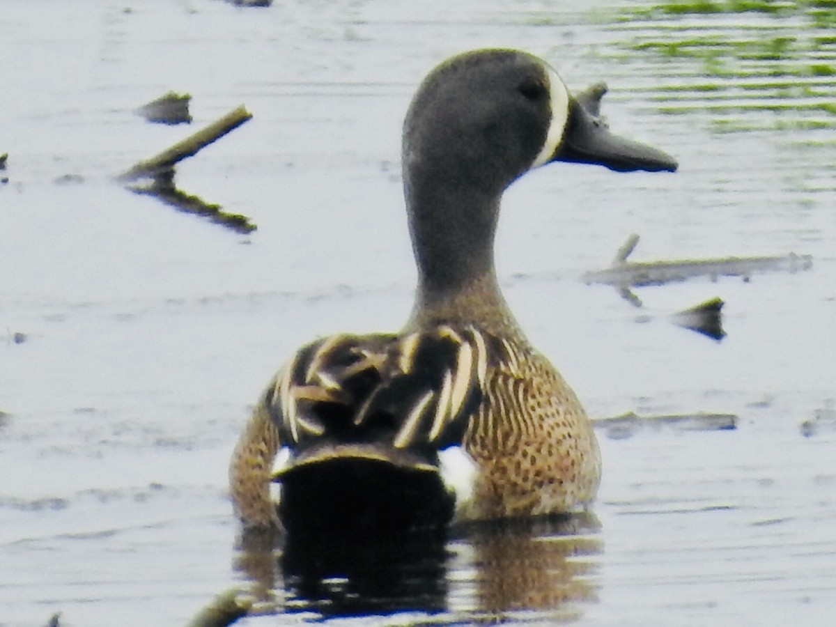 Blue-winged Teal - ML159387861