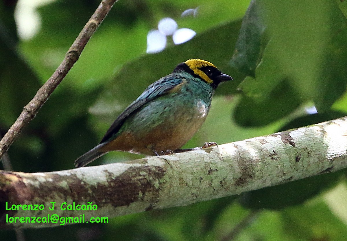 Saffron-crowned Tanager - ML159393701