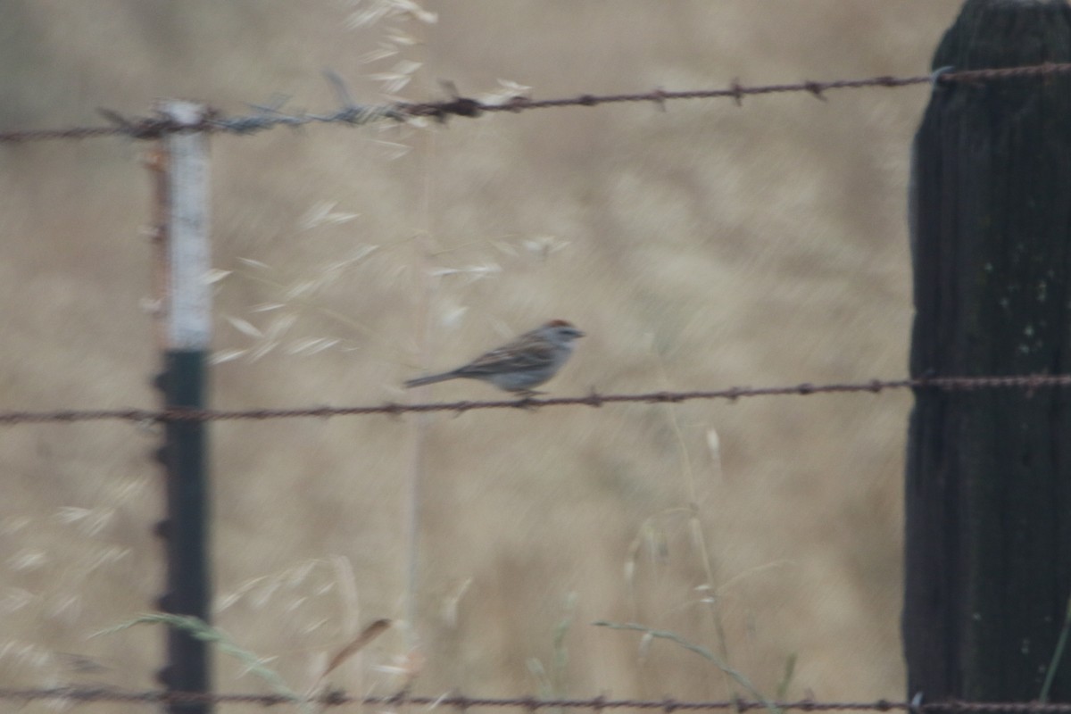 Chipping Sparrow - ML159396491
