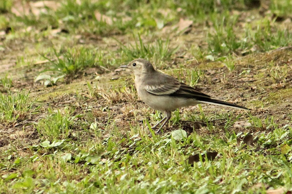 wagtail sp. - ML159400521