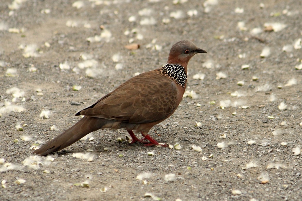 Spotted Dove - ML159400881