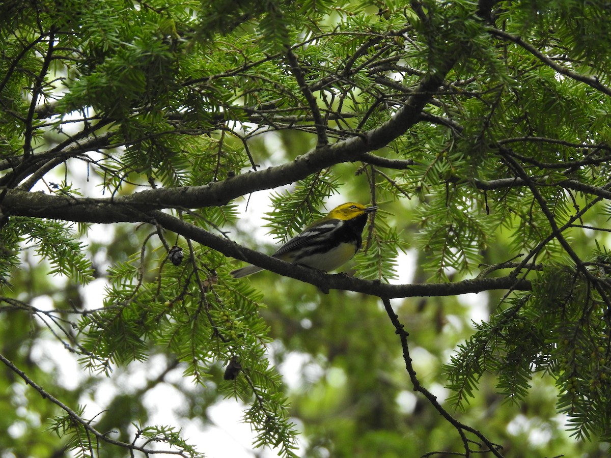 Black-throated Green Warbler - Flora Zhou