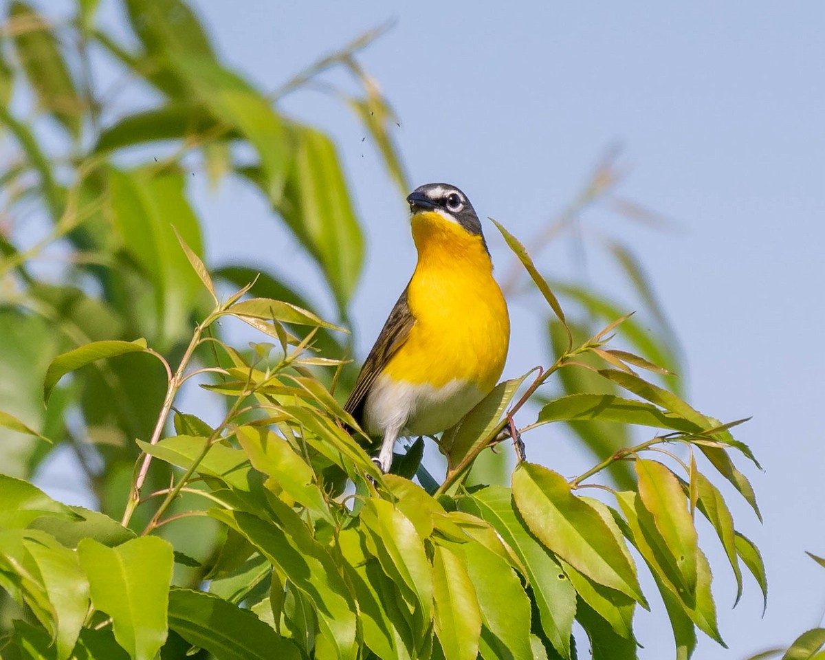 Yellow-breasted Chat - ML159402691