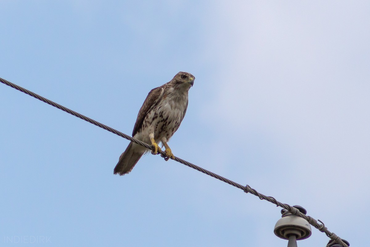 Red-tailed Hawk - ML159403021