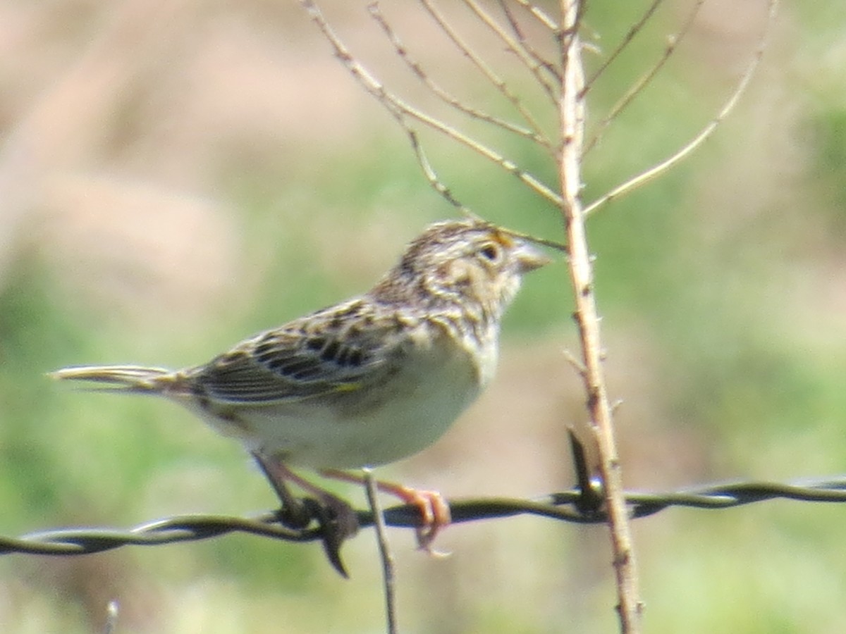 Grasshopper Sparrow - ML159404361