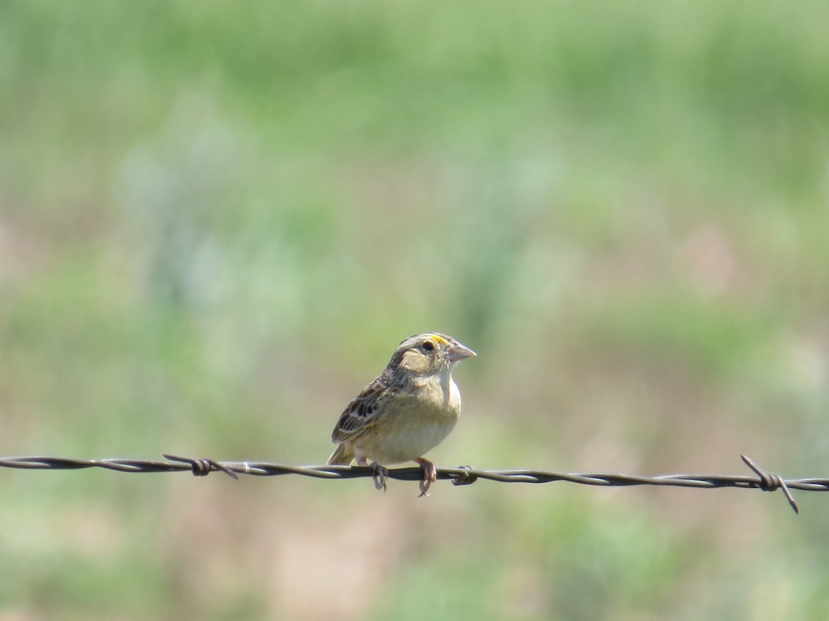 Grasshopper Sparrow - ML159404371