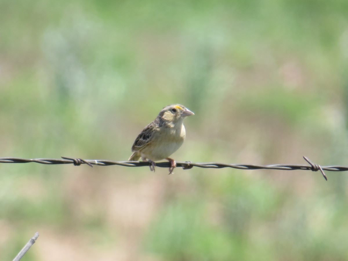 Grasshopper Sparrow - ML159404381