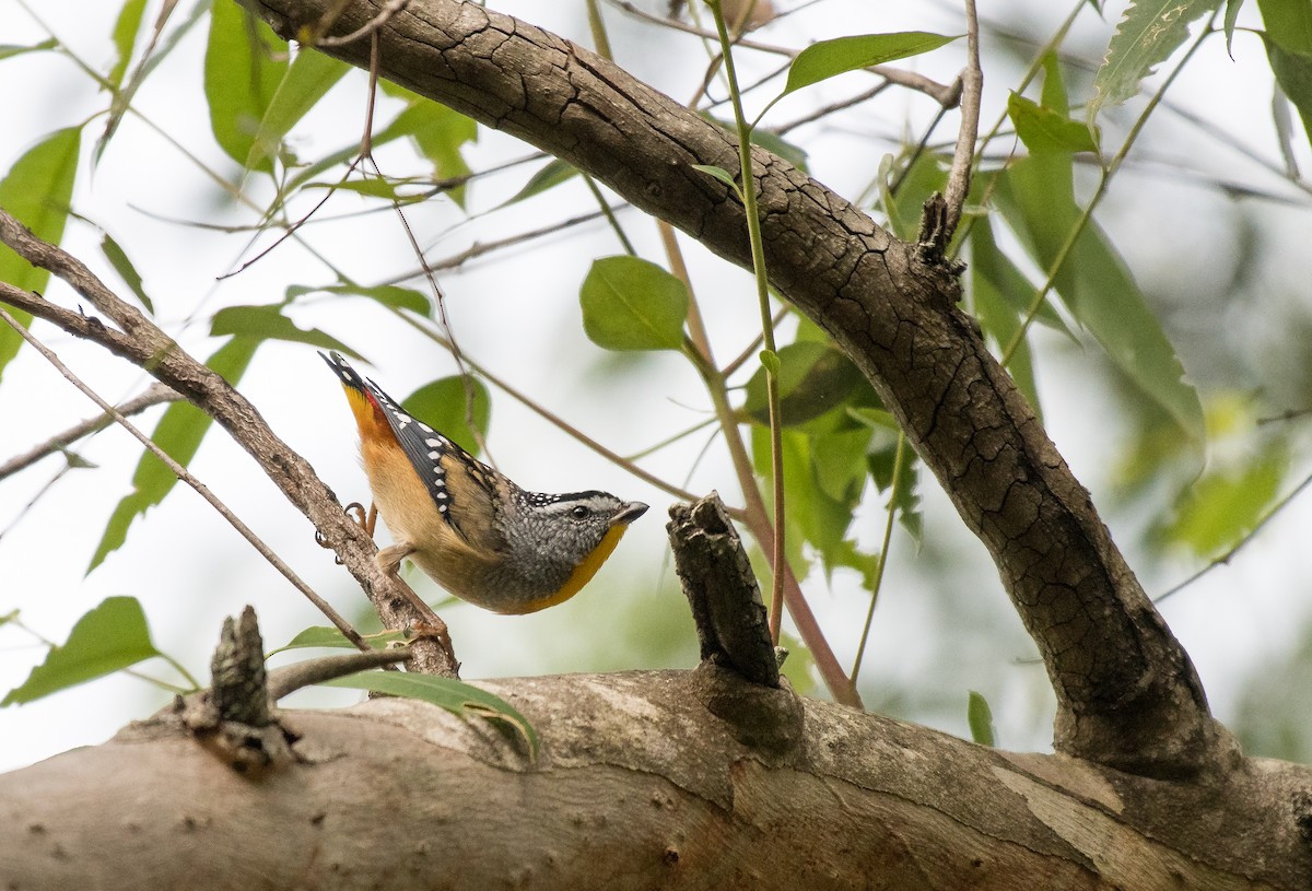 Spotted Pardalote - Matteo Grilli