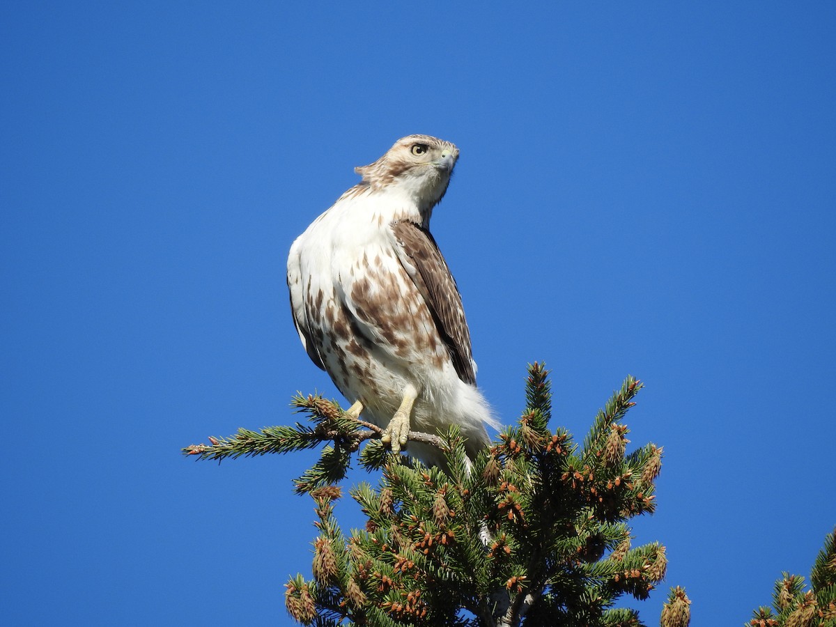 Red-tailed Hawk - ML159406571