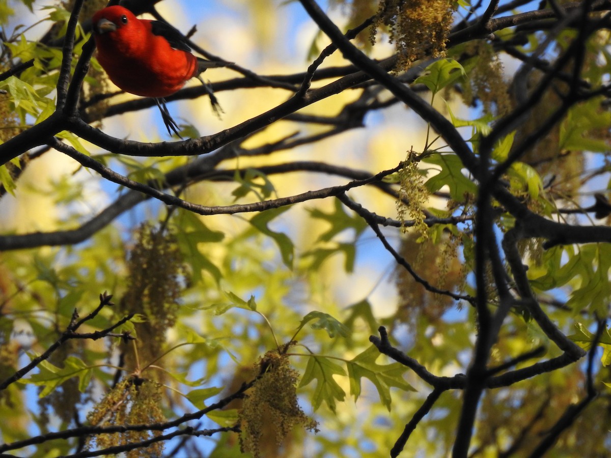 Scarlet Tanager - ML159407391