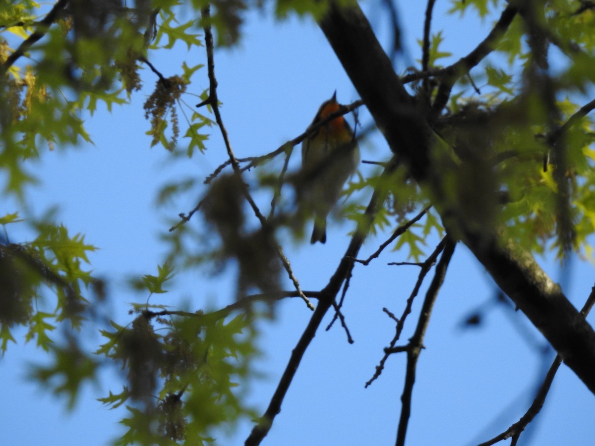 Blackburnian Warbler - Flora Zhou