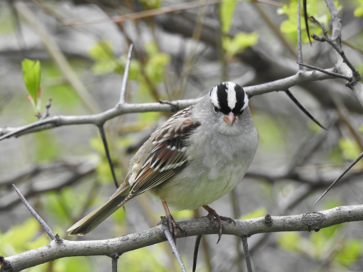 White-crowned Sparrow - ML159408601