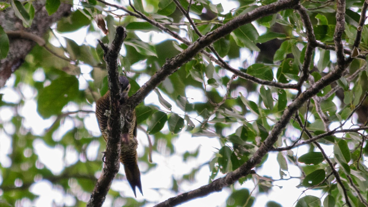 Golden-olive Woodpecker - ML159410341
