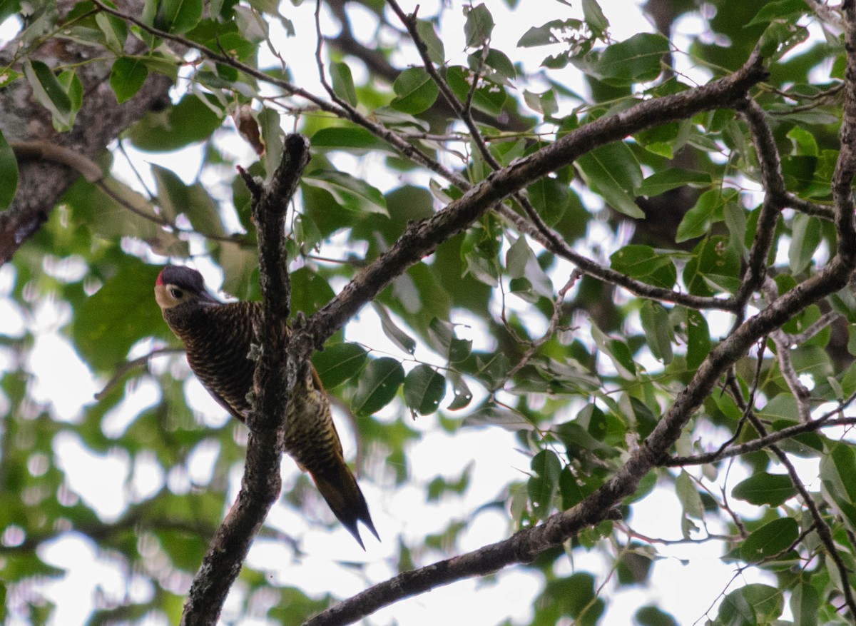 Golden-olive Woodpecker - ML159410471