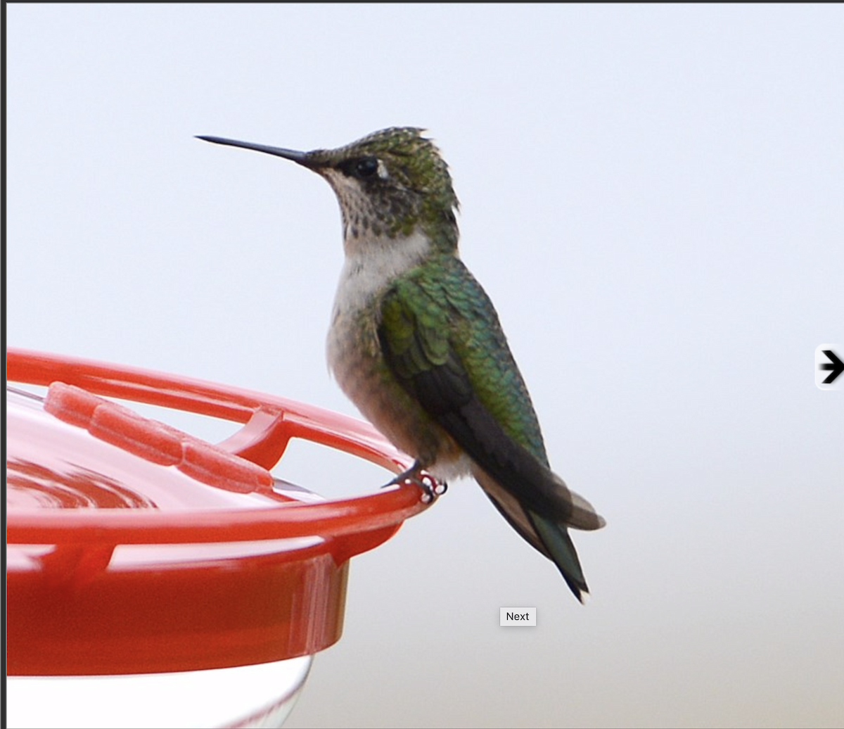 Ruby-throated Hummingbird - ML159411001