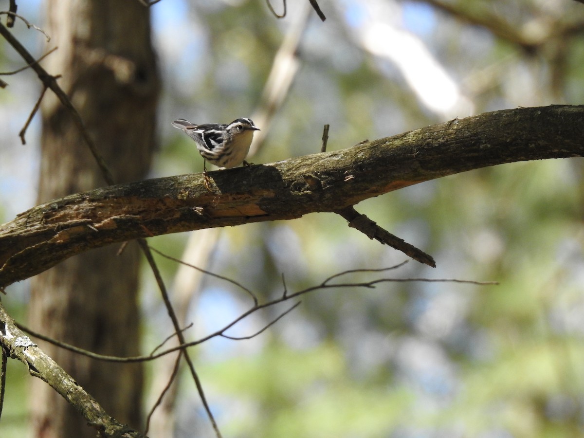 Black-and-white Warbler - ML159411271