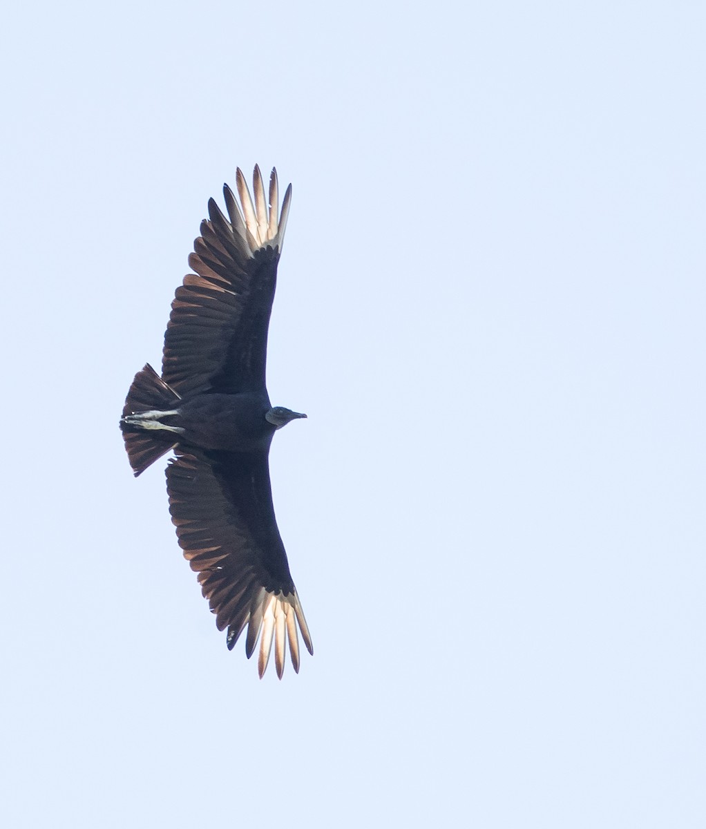 Black Vulture - ML159411701