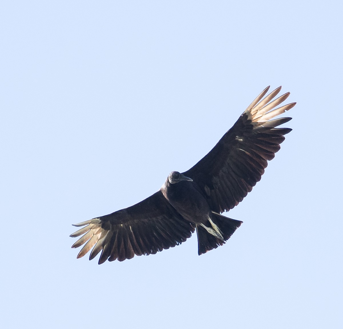 Black Vulture - ML159411711
