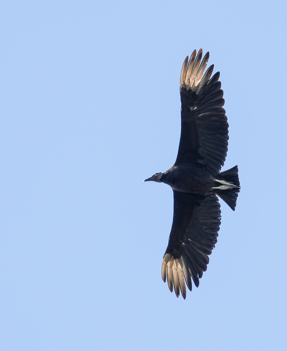 Black Vulture - ML159411721
