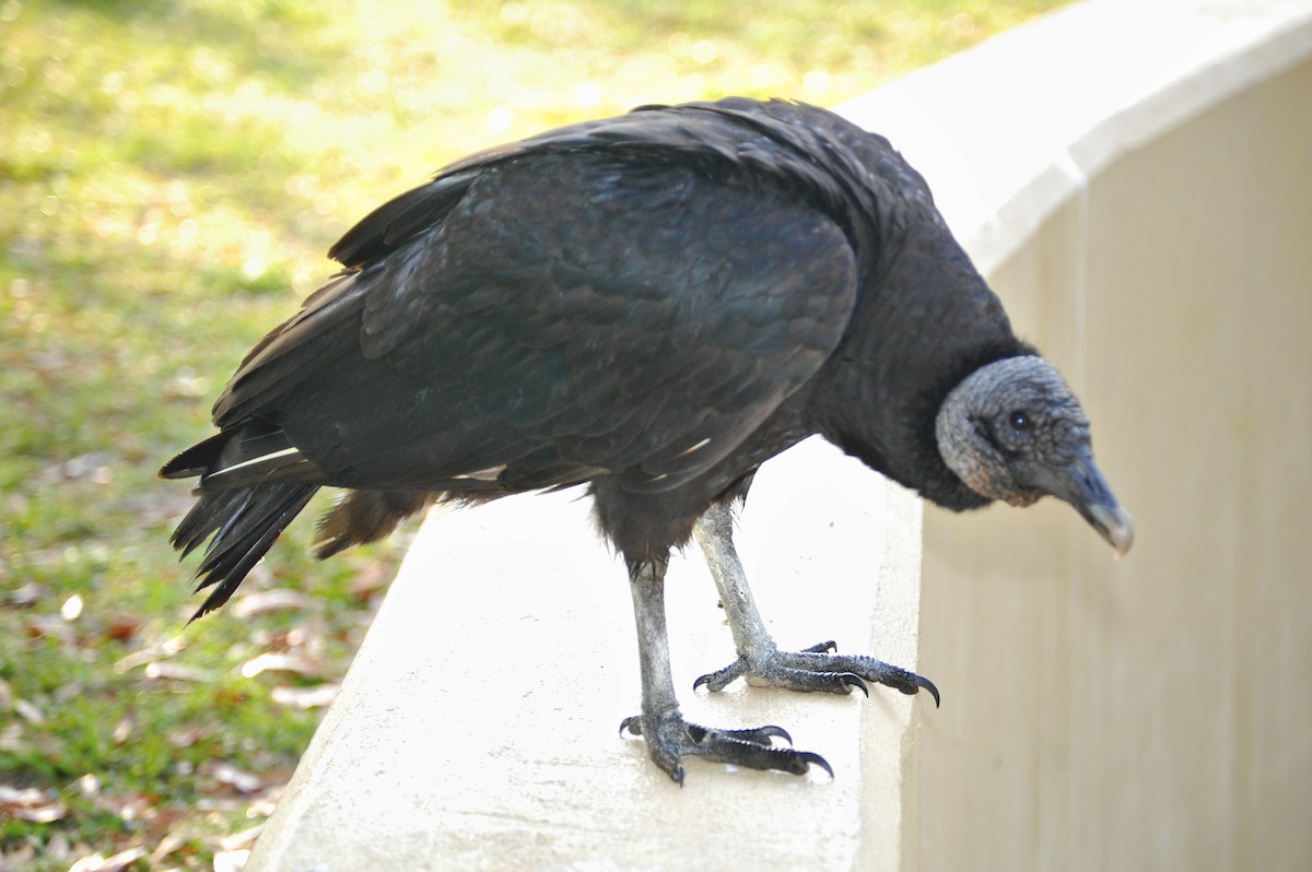 Black Vulture - Heather Peyton