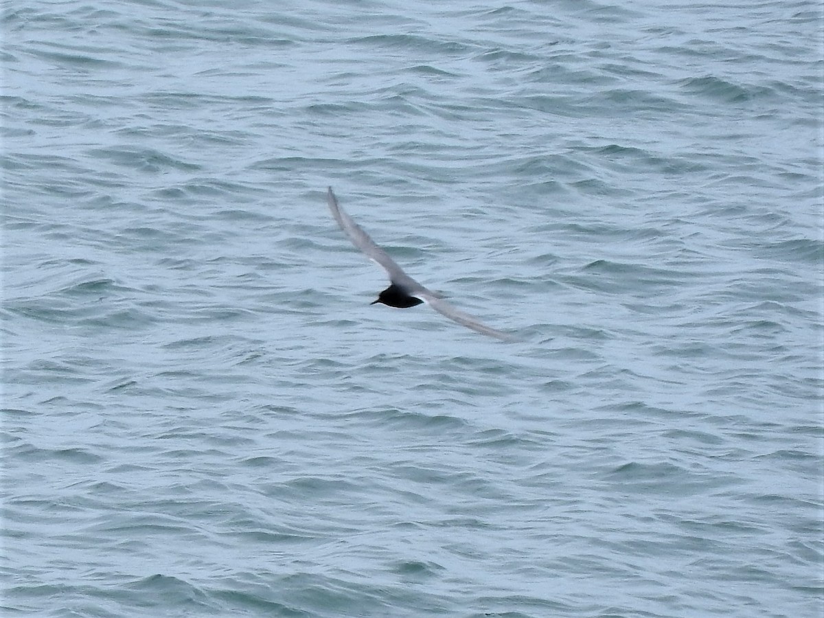 Black Tern - ML159414021