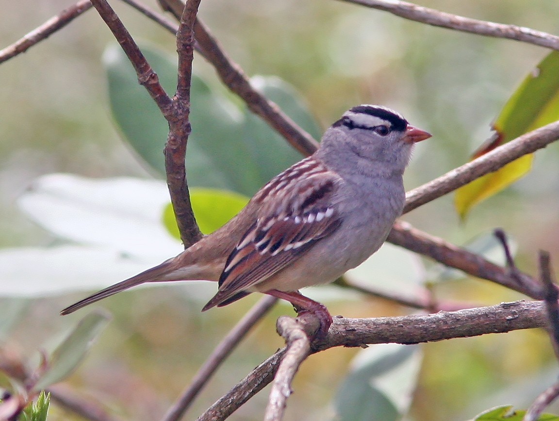White-crowned Sparrow - ML159416201