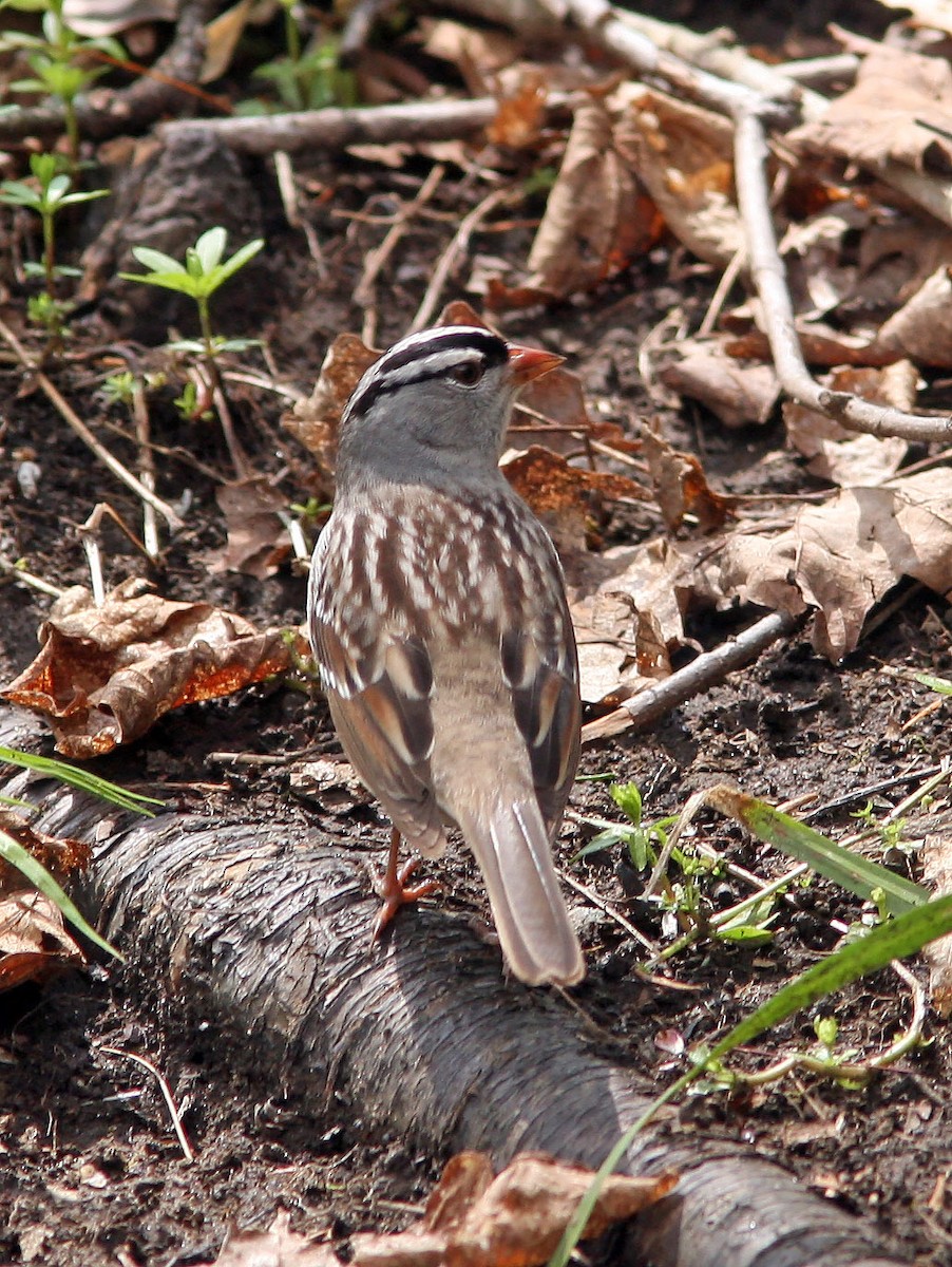 White-crowned Sparrow - ML159416211
