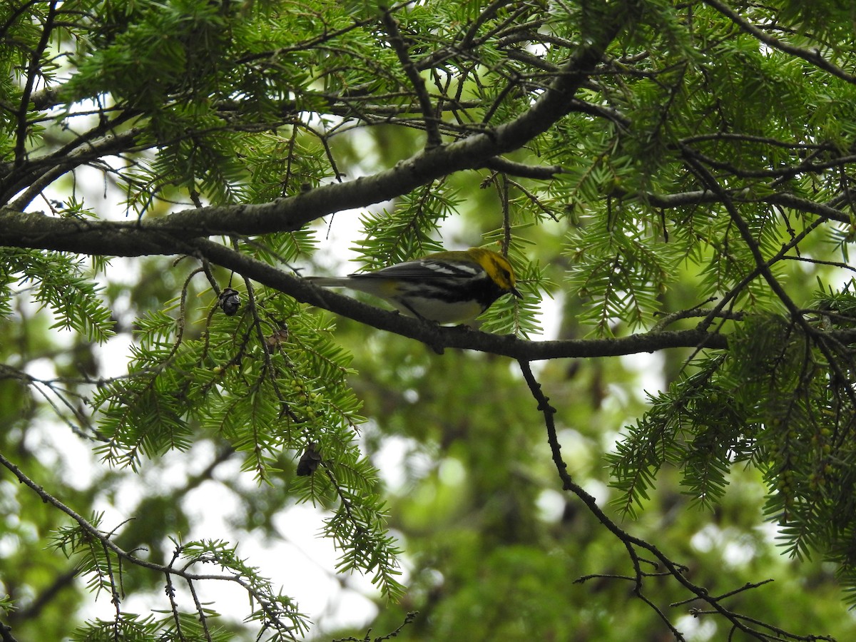 Black-throated Green Warbler - ML159416891