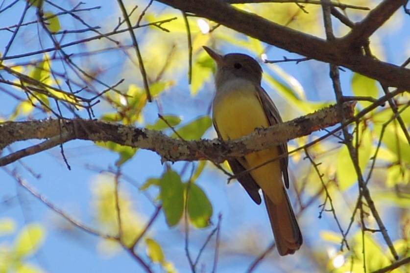 Great Crested Flycatcher - ML159418511