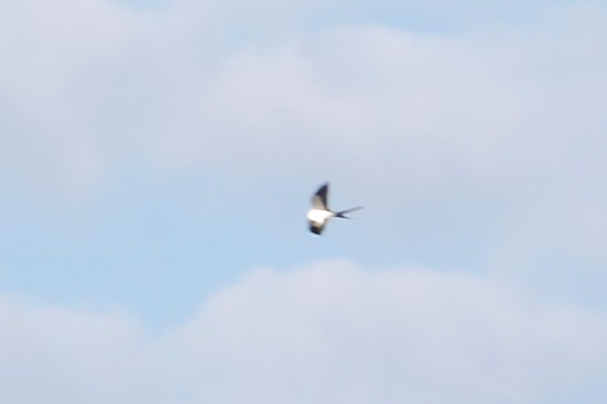 Swallow-tailed Kite - ML159419421