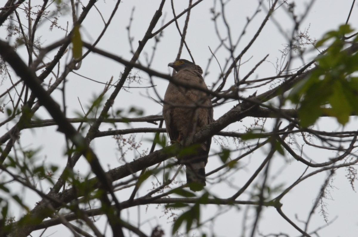Crested Serpent-Eagle - ML159423691