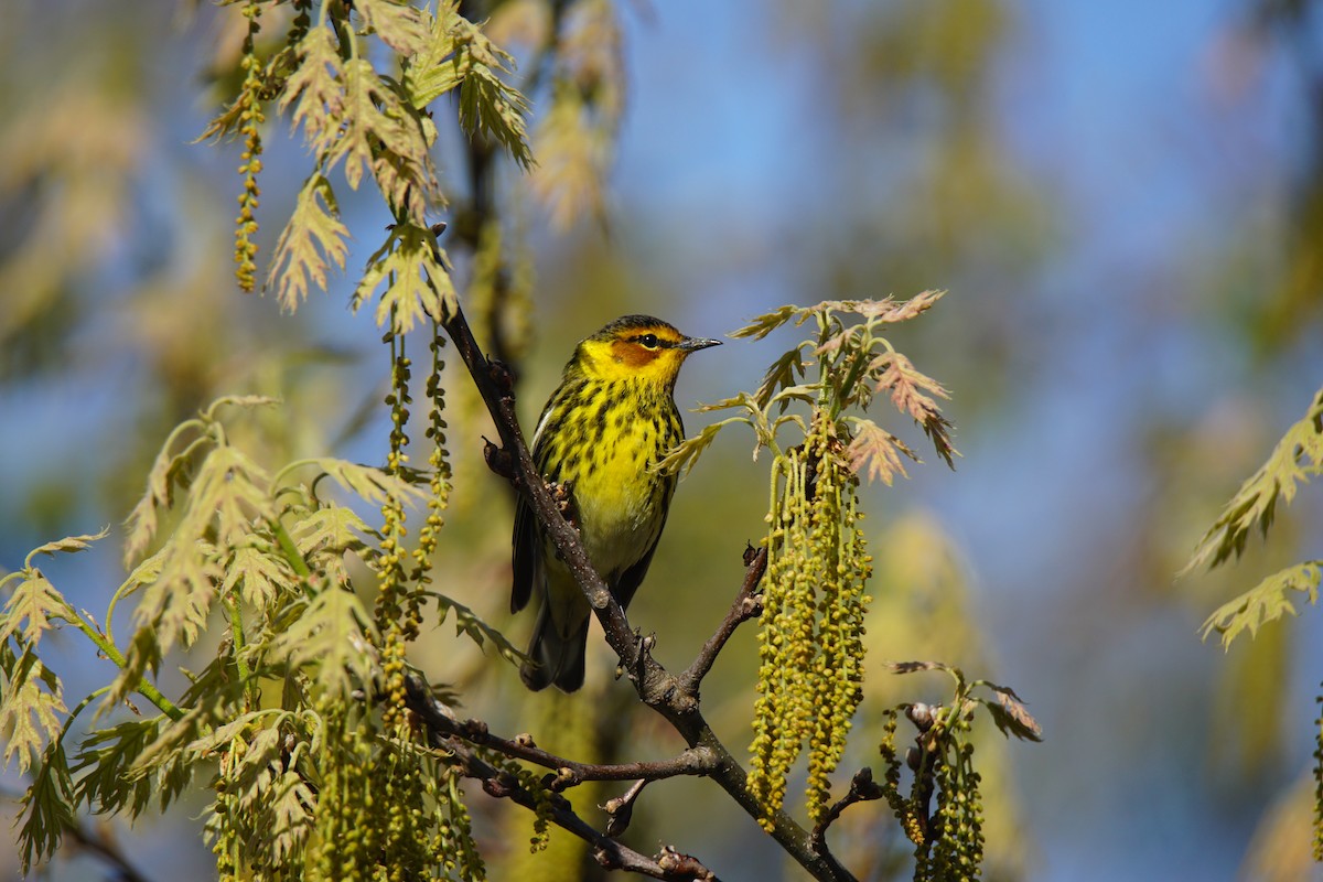 Cape May Warbler - ML159428191