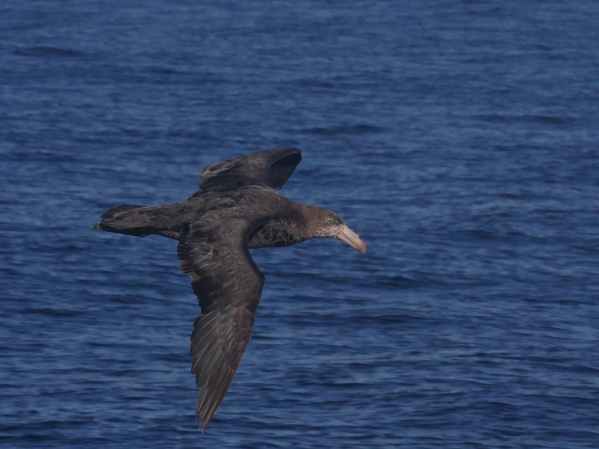 Northern Giant-Petrel - Charlie Glass