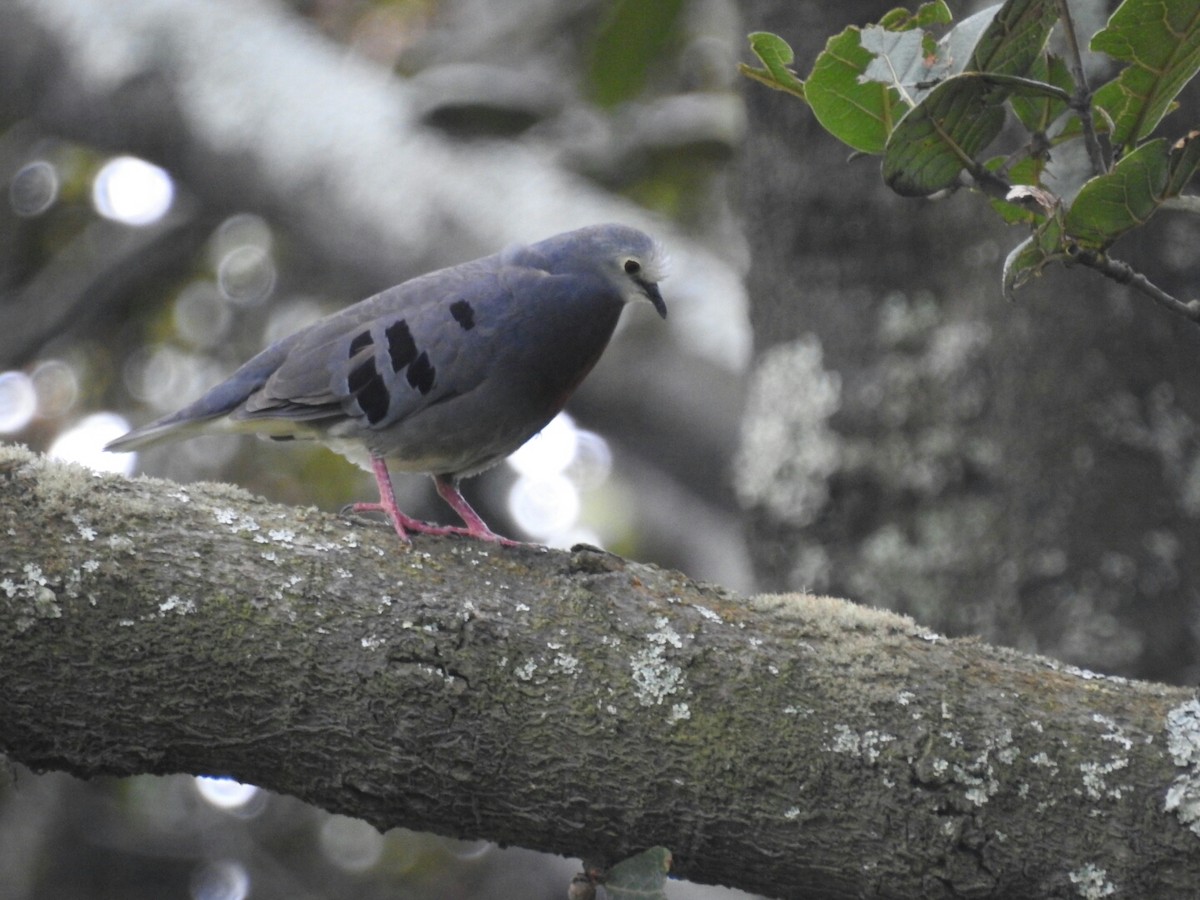 Maroon-chested Ground Dove - ML159444751