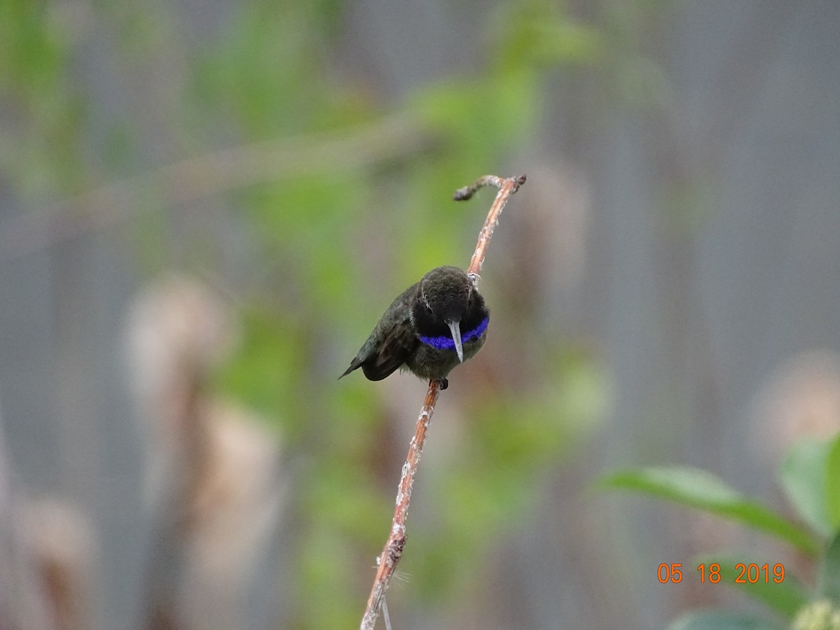 Black-chinned Hummingbird - Kevin Williams