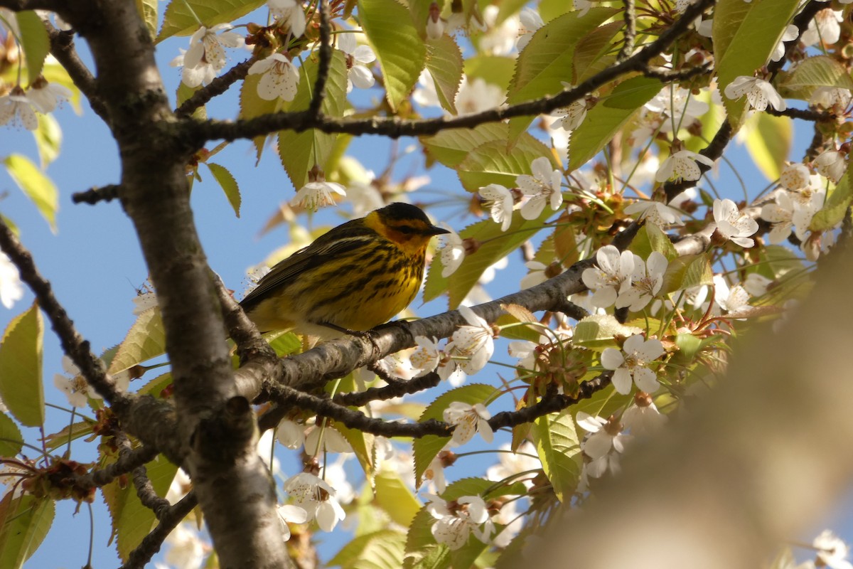 Cape May Warbler - Chantelle Schriver