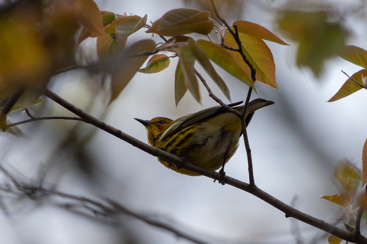 Cape May Warbler - Rich Kelley