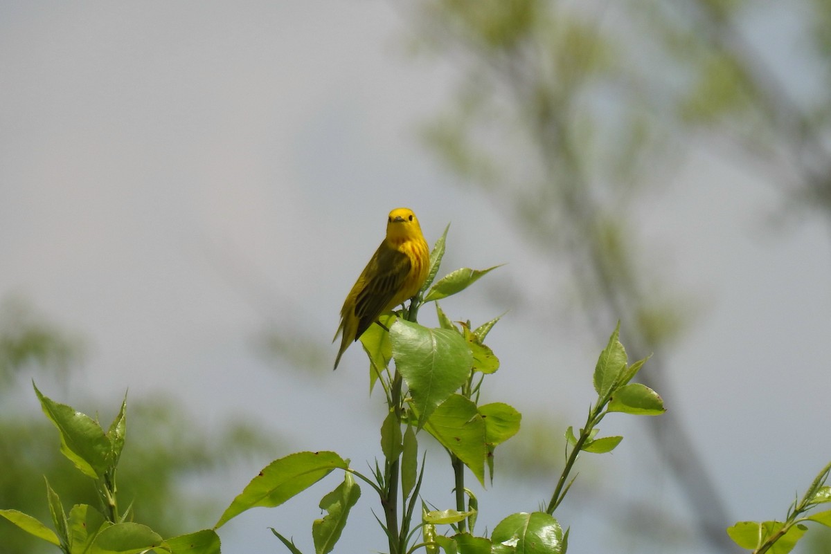 Yellow Warbler - James Holsinger