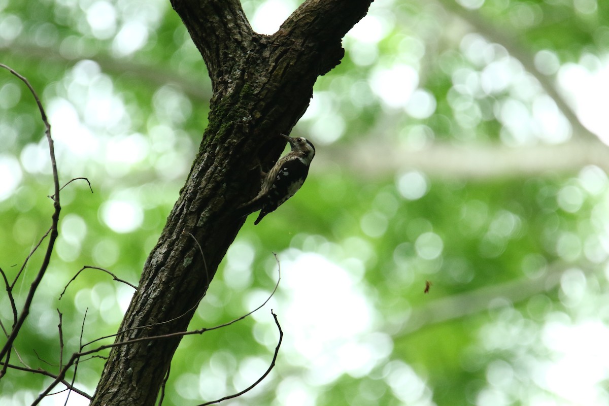 Gray-capped Pygmy Woodpecker - ML159454371